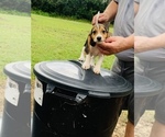 Small Photo #6 Beagle Puppy For Sale in hazlehurst, GA, USA