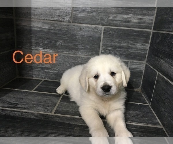 Medium Photo #6 Golden Retriever Puppy For Sale in PURDY, MO, USA