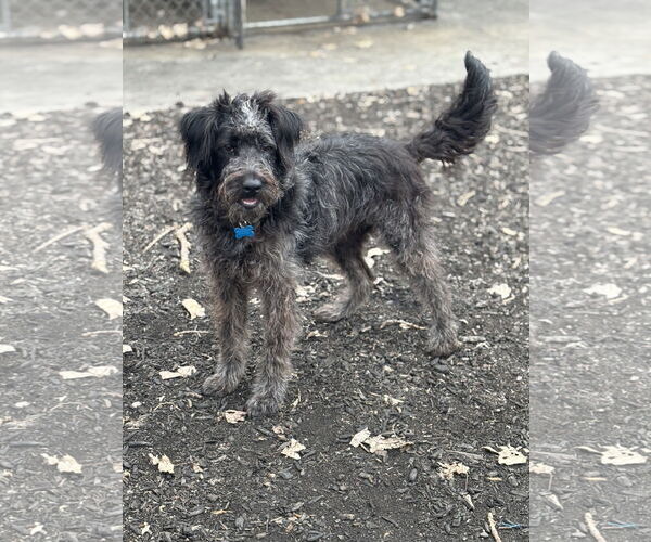 Medium Photo #4 Poodle (Standard)-Unknown Mix Puppy For Sale in Plainfield, IL, USA