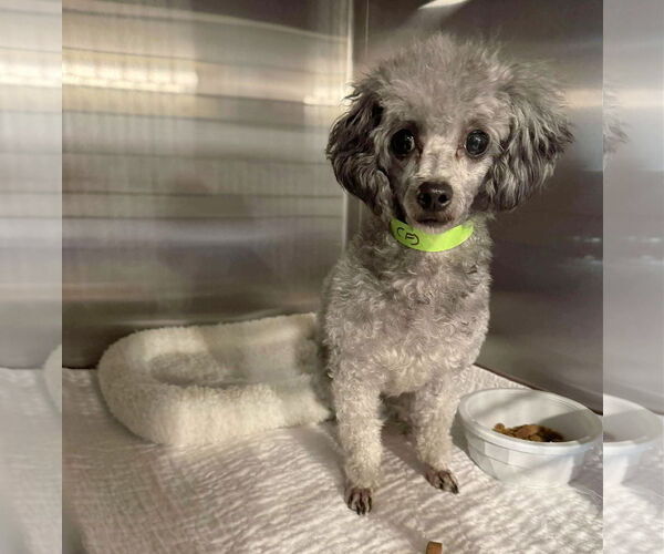 Medium Photo #1 Poodle (Miniature) Puppy For Sale in Benton, LA, USA