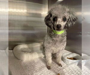 Medium Poodle (Miniature)
