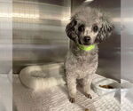 Small Poodle (Miniature)