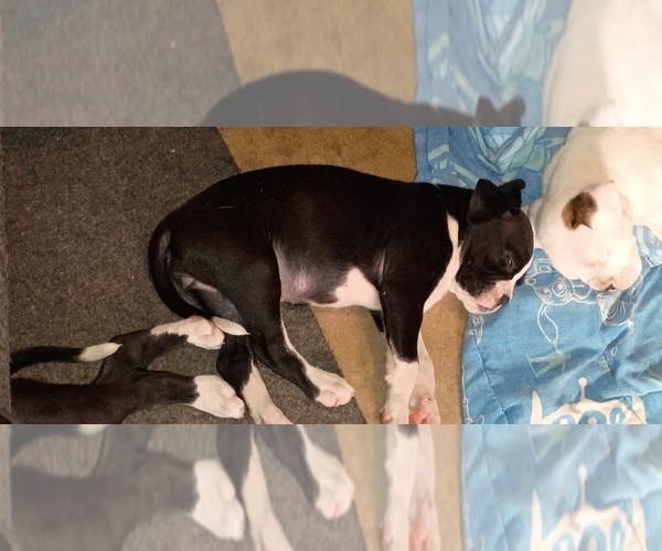 Medium Photo #2 Boxer Puppy For Sale in WILDWOOD, FL, USA