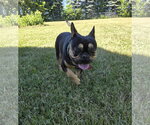 Small #2 French Bulldog