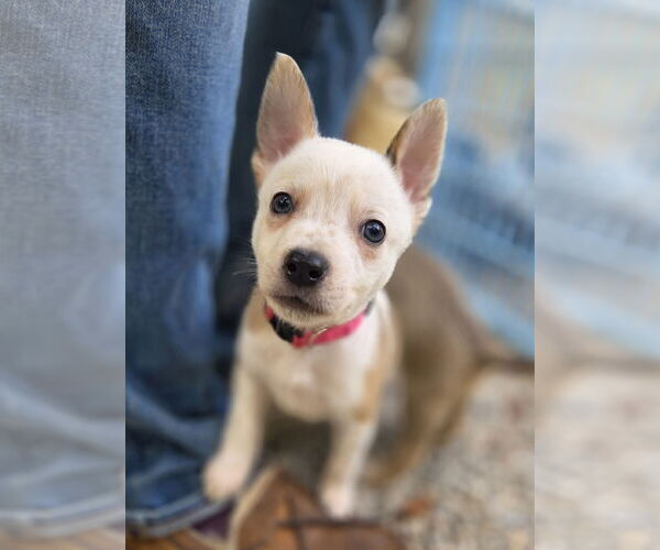 Medium Photo #1 Mutt Puppy For Sale in Garden City, NY, USA