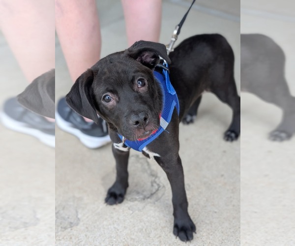Medium Photo #2 Retriever -Unknown Mix Puppy For Sale in Holly Springs, NC, USA