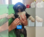 Small #2 American Pit Bull Terrier-Labrador Retriever Mix