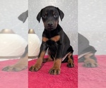 Small #10 Doberman Pinscher