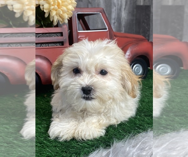 Medium Photo #5 Zuchon Puppy For Sale in CANOGA, NY, USA