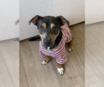 Small #3 Dachshund Mix