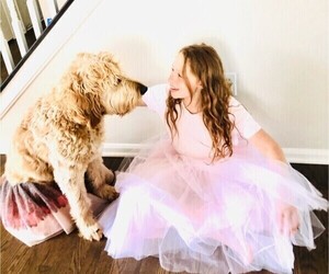 Mother of the Goldendoodle puppies born on 05/18/2025