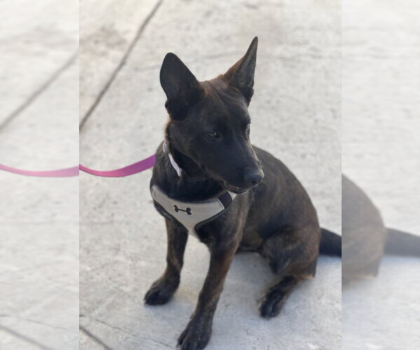 Medium Photo #8 Holland Shepherd Puppy For Sale in Dana Point, CA, USA