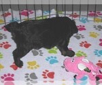 Small #1 YorkiePoo