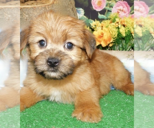 Medium Photo #3 Shorkie Tzu Puppy For Sale in HAMMOND, IN, USA