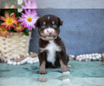 Small Photo #18 Miniature Australian Shepherd Puppy For Sale in CLARE, MI, USA
