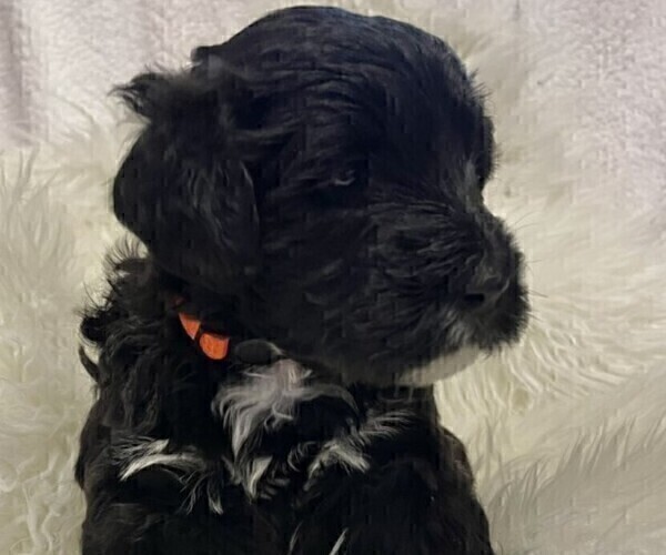 Medium Photo #4 Portuguese Water Dog Puppy For Sale in WOODSTOCK, GA, USA