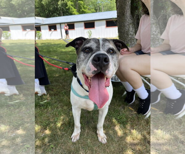 Medium Photo #8 American Bulldog-Unknown Mix Puppy For Sale in Perth Amboy, NJ, USA