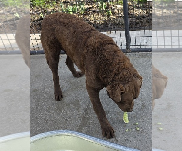 Medium Photo #1 Chesapeake Bay Retriever Puppy For Sale in ALTAMONT, IL, USA
