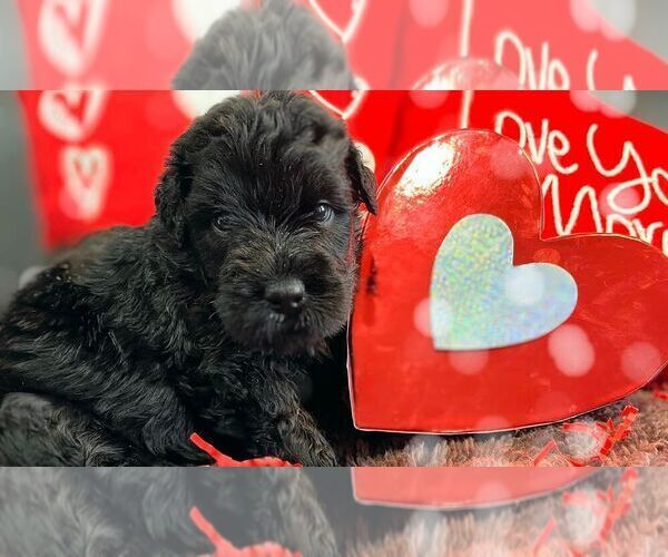 Medium Photo #3 Black Russian Terrier Puppy For Sale in CHARLESTON, WV, USA