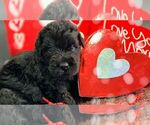 Small #2 Black Russian Terrier