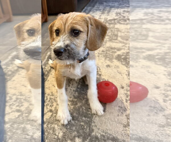 Medium Photo #3 Mutt Puppy For Sale in Genesee, WI, USA