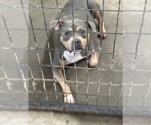 Starsky - Male Mutt Dog for Adoption - Photo #3