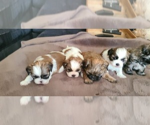 Shih Tzu Puppy for sale in COUNTRY CLUB, MO, USA