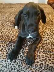 Great Dane Puppy for sale in PLUMMER, ID, USA