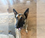Small #3 German Shepherd Dog Mix