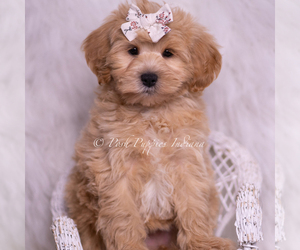 Medium Maltipoo (Toy)