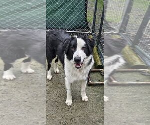 Border Collie-Great Pyrenees Mix Dogs for adoption in Bend, OR, USA