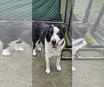Small Photo #1 Border Collie-Great Pyrenees Mix Puppy For Sale in Bend, OR, USA