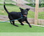 Small #2 Labrador Retriever Mix