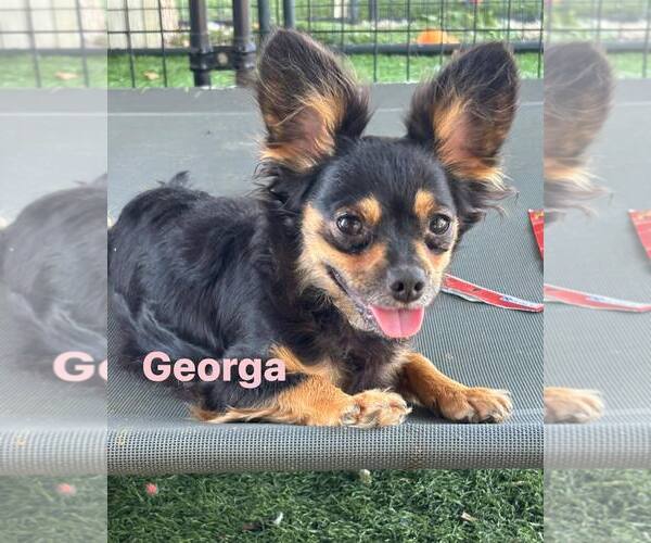 Medium Photo #1 Chihuahua Puppy For Sale in Turlock, CA, USA