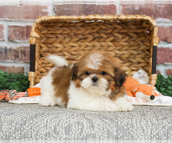 Medium Photo #3 Shih Tzu Puppy For Sale in SYRACUSE, IN, USA