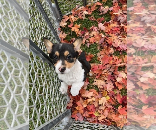 Medium Photo #1 Pembroke Welsh Corgi Puppy For Sale in WATERTOWN, WI, USA