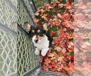 Pembroke Welsh Corgi Puppy for Sale in WATERTOWN, Wisconsin USA