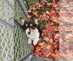 Small Pembroke Welsh Corgi