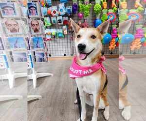 MAY - Female Shiba Inu-Unknown Mix Dog for Adoption - Photo #3