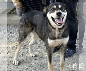 Huskies -Unknown Mix Dogs for adoption in Washington, DC, USA