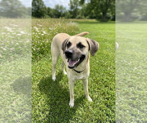 Black Mouth Cur-Unknown Mix Dogs for adoption in Oakhurst, NJ, USA