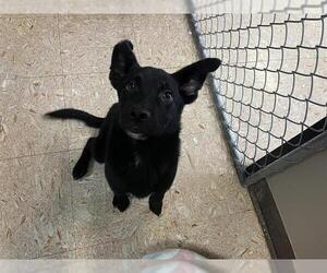 Shepradors Dogs for adoption in Tulsa, OK, USA