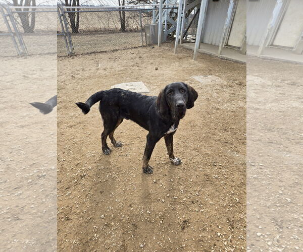 Medium Photo #3  Puppy For Sale in , 