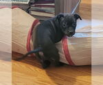 Small American Pit Bull Terrier Mix