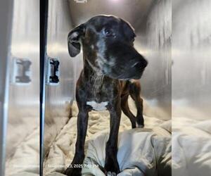 American Staffordshire Terrier-Unknown Mix Dogs for adoption in San Antonio, TX, USA