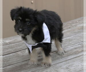 Chihuahua-Unknown Mix Dogs for adoption in Bandera, TX, USA