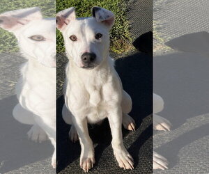 Mutt Dogs for adoption in Sistersville, WV, USA
