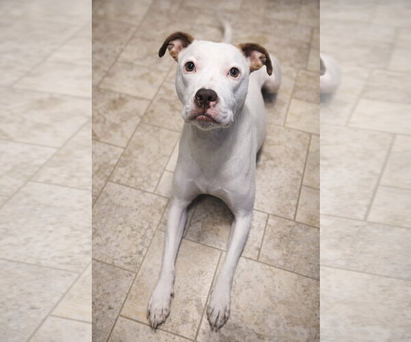 Medium Photo #1 American Pit Bull Terrier-Unknown Mix Puppy For Sale in Germantown, OH, USA