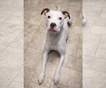 Small American Pit Bull Terrier Mix