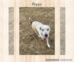 Red Heeler-Unknown Mix Dogs for adoption in Kewanee, IL, USA